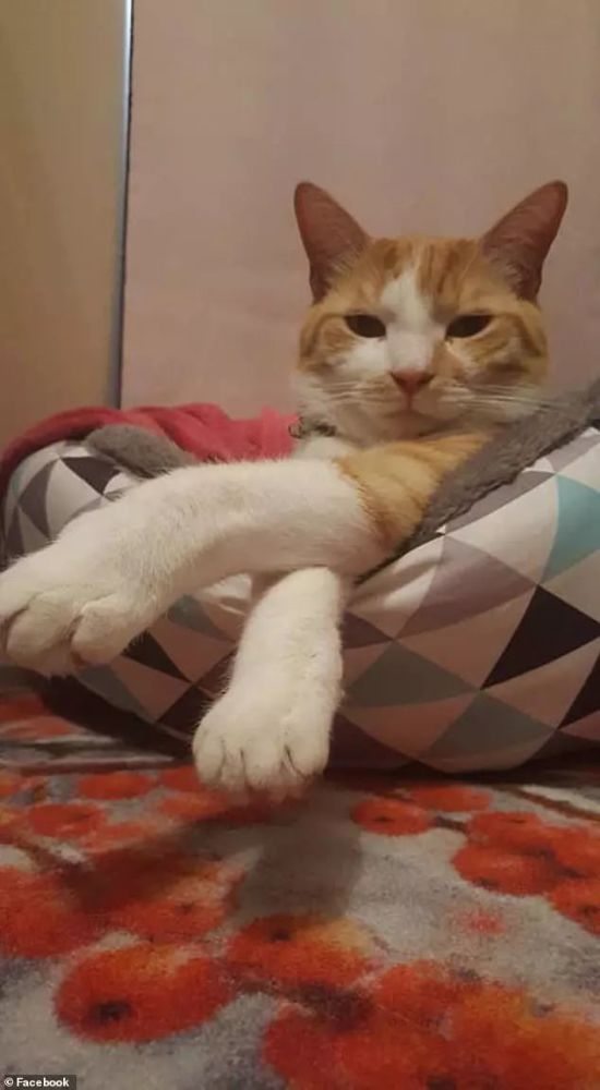 橘猫散养四年没做绝育 跑丢后被新主人领养 旧主人傻眼了 腾讯新闻
