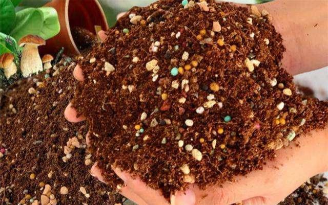 多肉配土有秘方 大小多肉都 舒服 省钱又好养 腾讯新闻