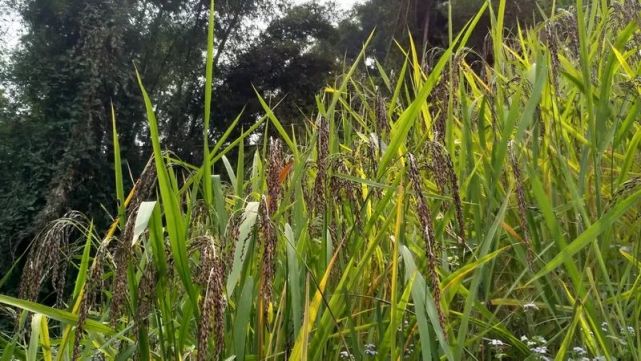 濒临灭失!蓝靛瑶传统陆稻生产技术亟需保护!