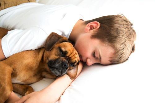 狗狗睡觉时这4种异常表现 说明它生病了 腾讯新闻