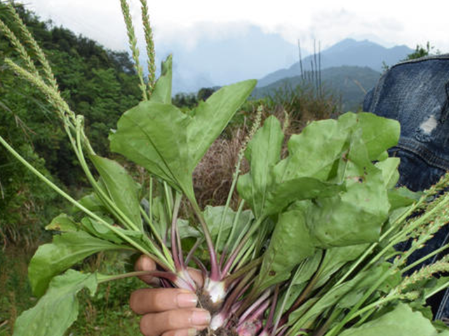 但黄芪并不是通过直接产生胰岛素来降低血糖的,而是通过增加糖原合成
