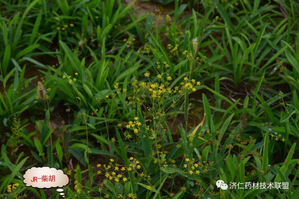 柴胡品種多常用柴胡分南北種植技術不可少