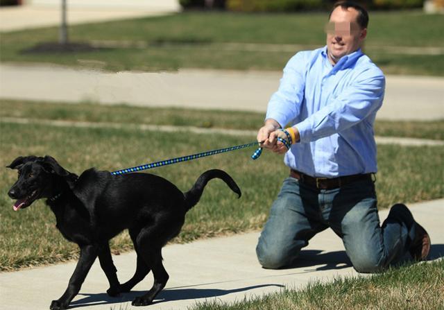 但我们作为生活在现代都市当中的人,和祖上就靠运动吃饭的狗狗相比