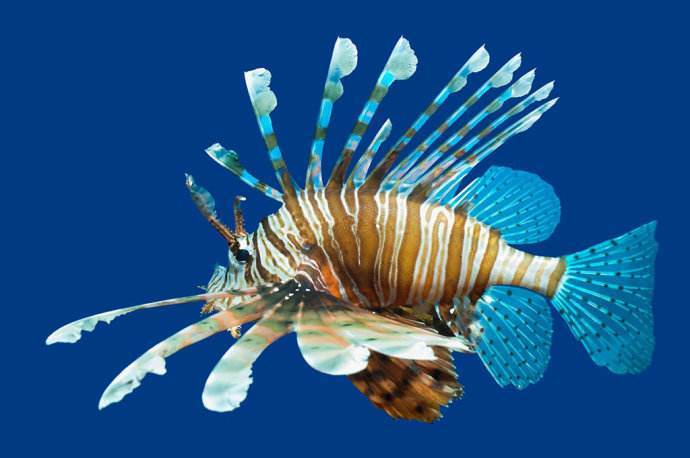 海洋中,5种常见的有毒海鱼