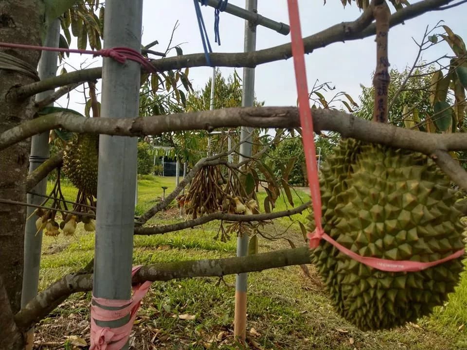 誰說只有東南亞才能種出榴蓮走進臺灣榴蓮種植地