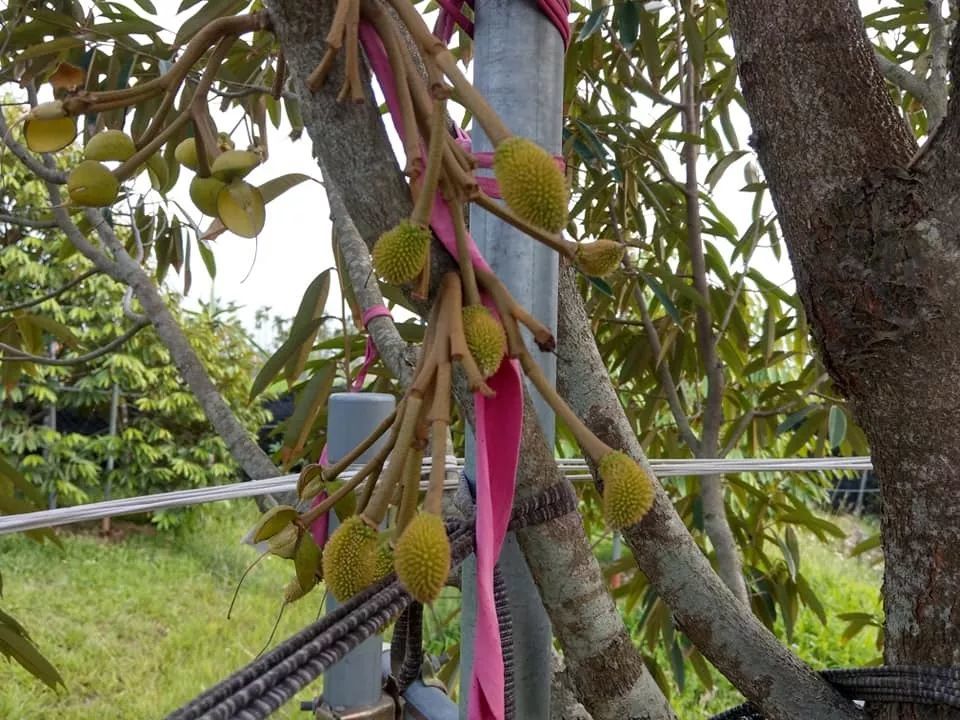 誰說只有東南亞才能種出榴蓮走進臺灣榴蓮種植地