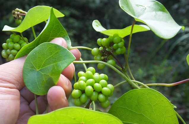 農村常見的一種植物,味道特殊牲畜很討厭,殊不知卻是治病良藥