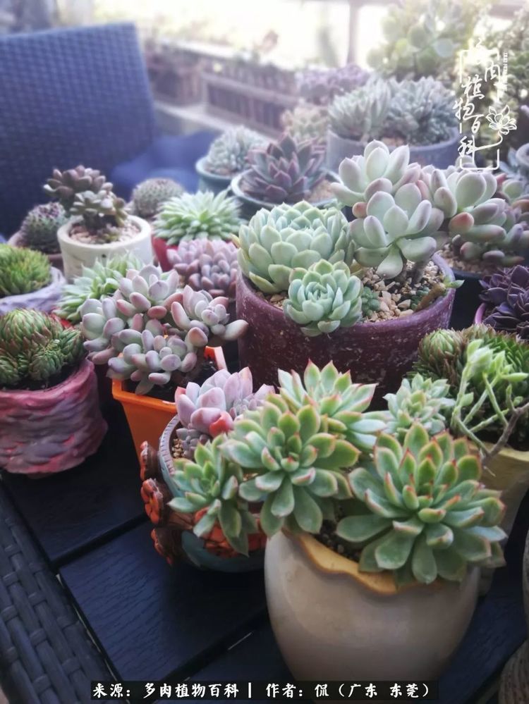 倘若你见过冬日晨光中的多肉 腾讯新闻