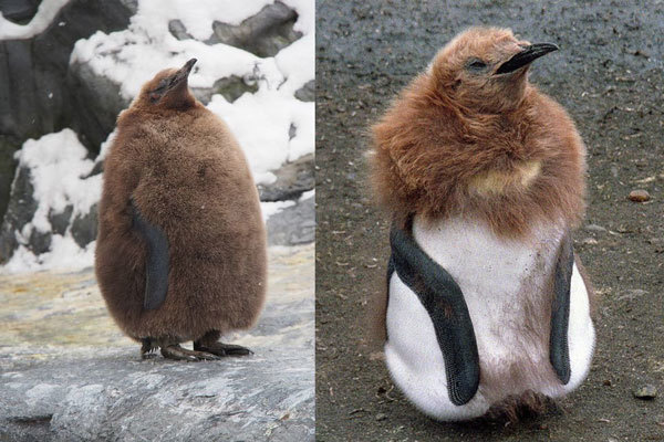 小企鹅成长过程从"奇异果"变"贵妇"造型,网友笑喷:毛裤没了