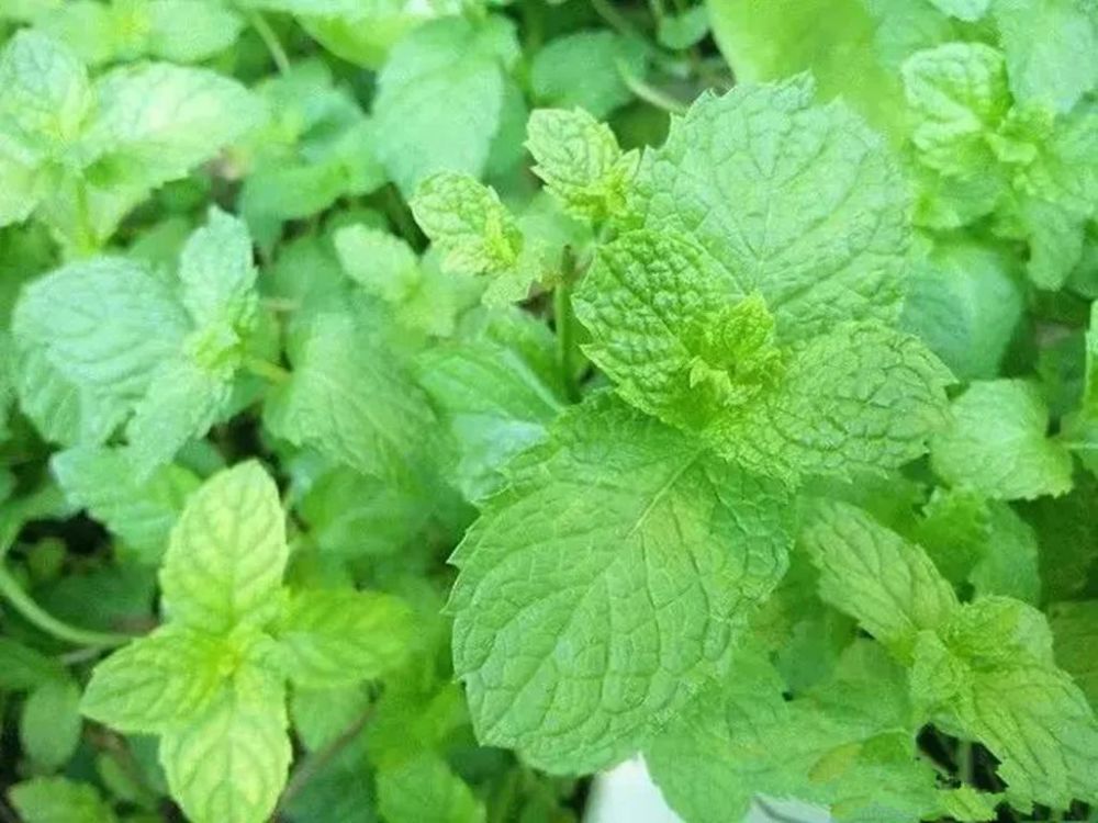 薄荷 用途十分广泛 价值很珍贵 如今要40元一斤 腾讯新闻