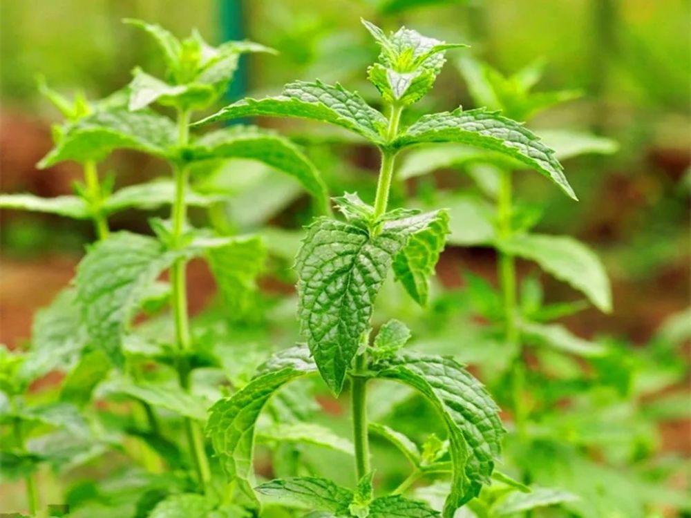 薄荷 用途十分广泛 价值很珍贵 如今要40元一斤 腾讯新闻