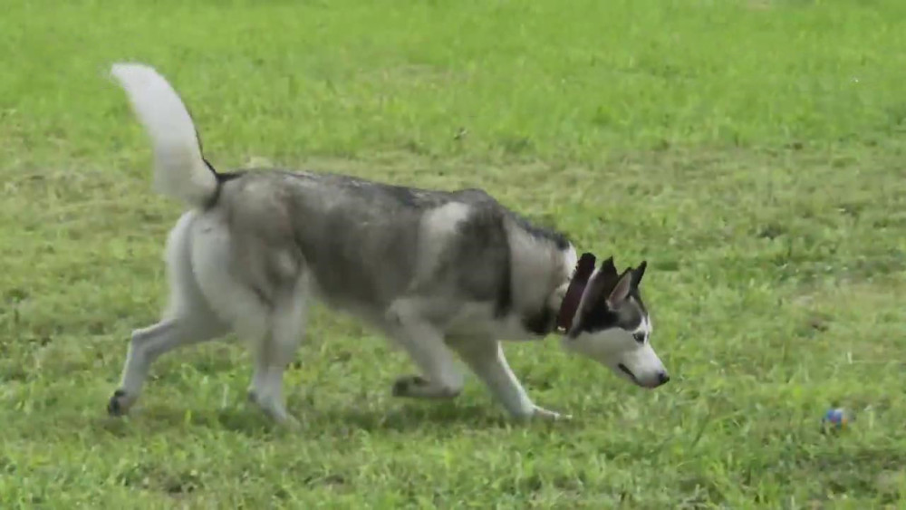 5天能把哈士奇训练成警犬吗 二哈 我太难了 腾讯新闻