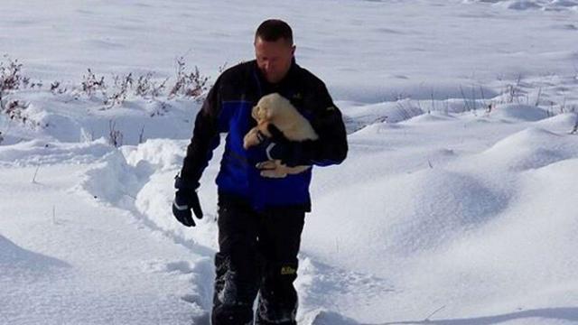 两人登雪山发现羊尸体 羊皮内竟藏着3只白熊犬 腾讯新闻