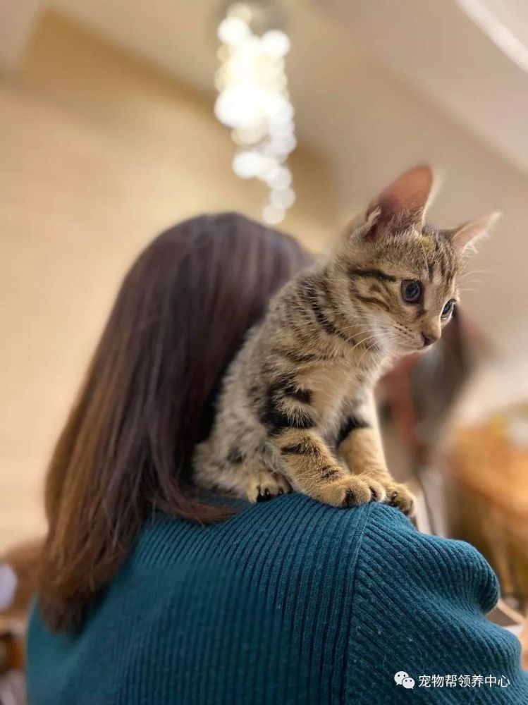 刚获救的小猫 听到人类一句话后 竟然负气出走 腾讯新闻