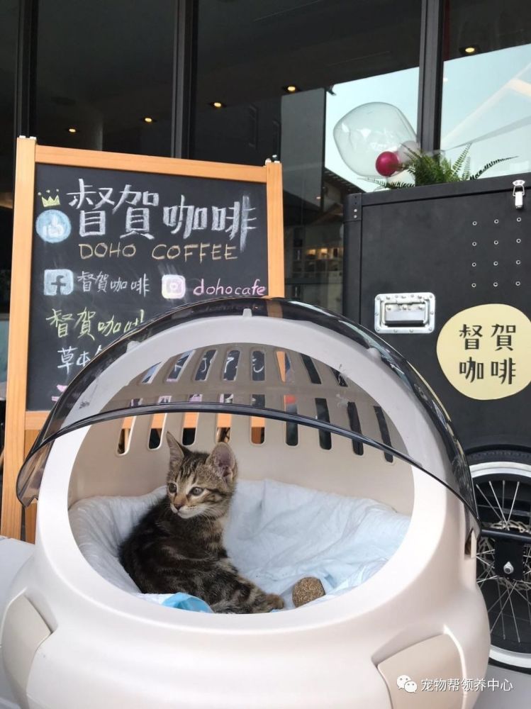 刚获救的小猫 听到人类一句话后 竟然负气出走 腾讯新闻