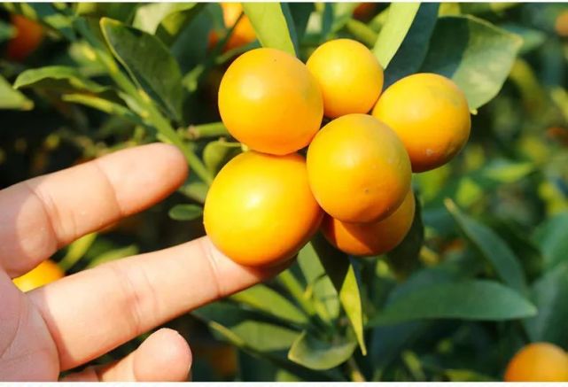 水果界"小糖炮",广西地标融安金桔,一口一个会上瘾!