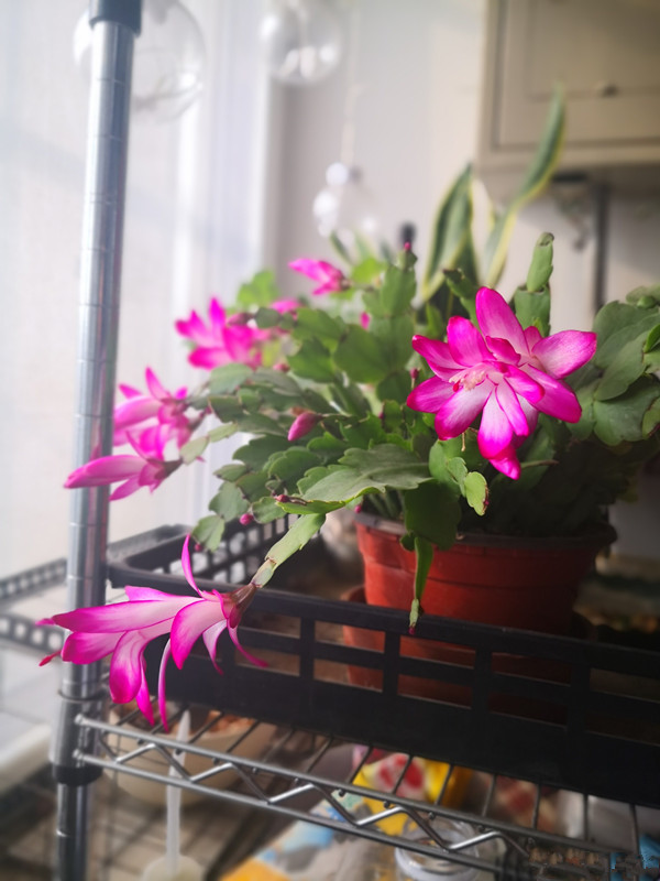 Hd限定冬室内花