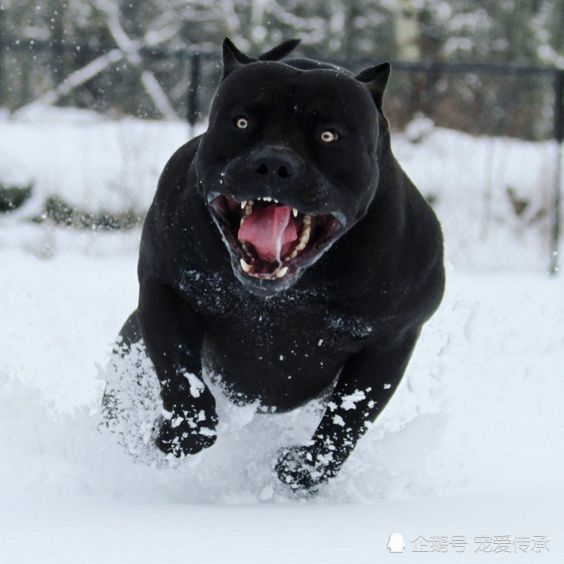 美国新型猛犬 融入黑豹基因 堪比罗威纳犬加强版 黑豹 猛犬 杜宾犬 犬种 美国