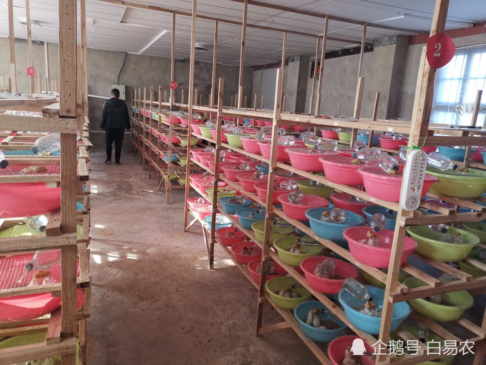 农村致富有这个项目就足够了!富小鼠小白鼠养殖