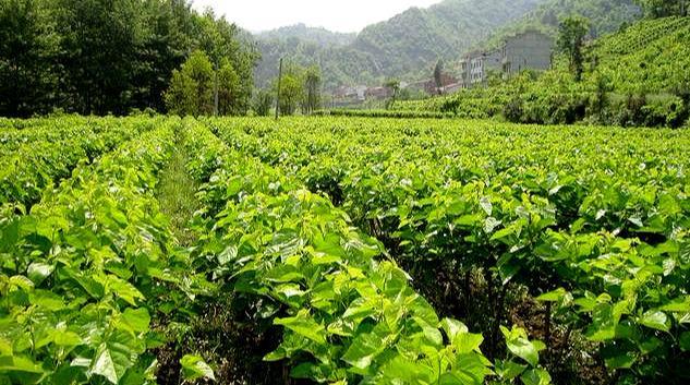 現代桑園栽植選擇何時較好如何進行桑樹栽後管理看完就懂了