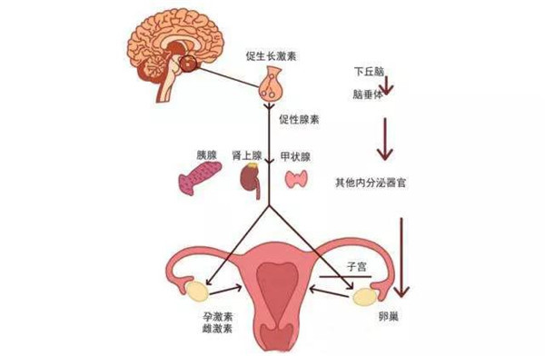 性外激素 腾讯网