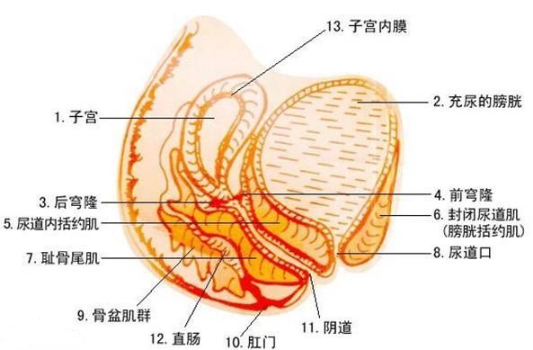 健识药师谈阴道用药那些事您药知道