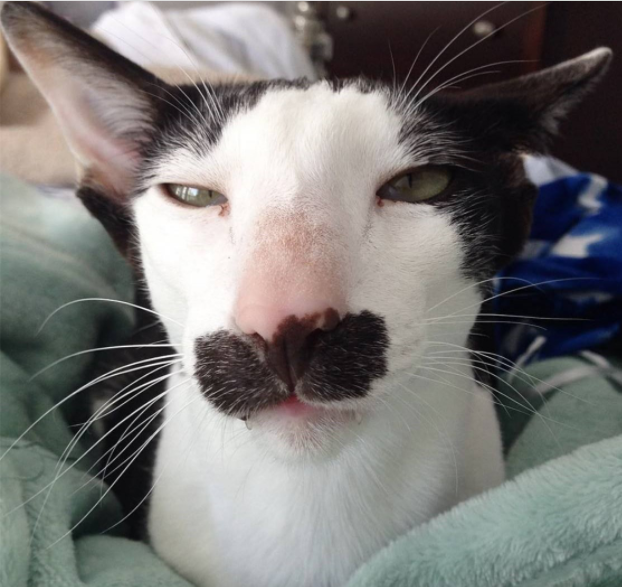 猫界智商最高的"家族",每一种都特别聪明,它也在其中吗?