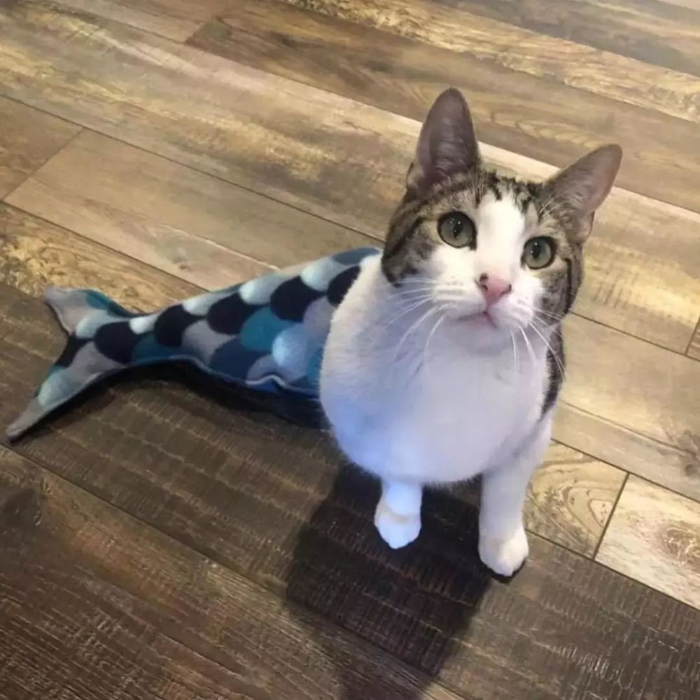 画师amelia Rizky笔下的猫咪 不一样的沙雕画风圈粉无数人 腾讯新闻