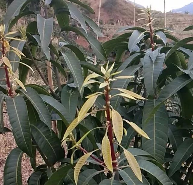 早開的芒果花是去是留如何延遲來年花期