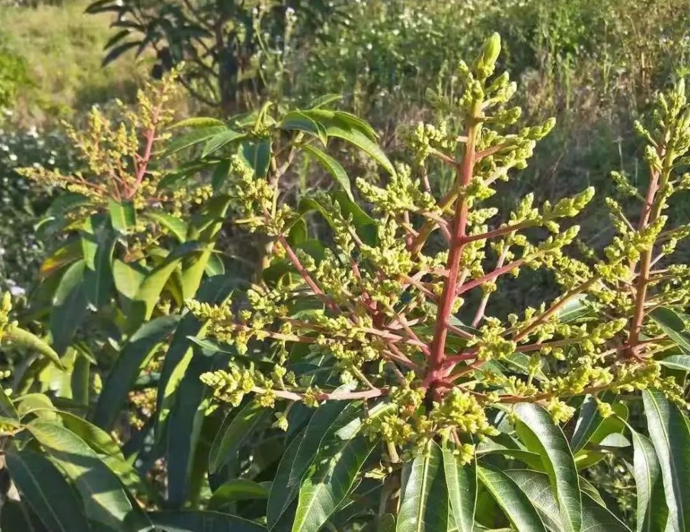 早開的芒果花是去是留如何延遲來年花期