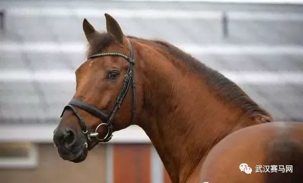 世界上最受欢迎的马术竞赛与骑乘用马——荷兰温血马|马术|格罗宁根马