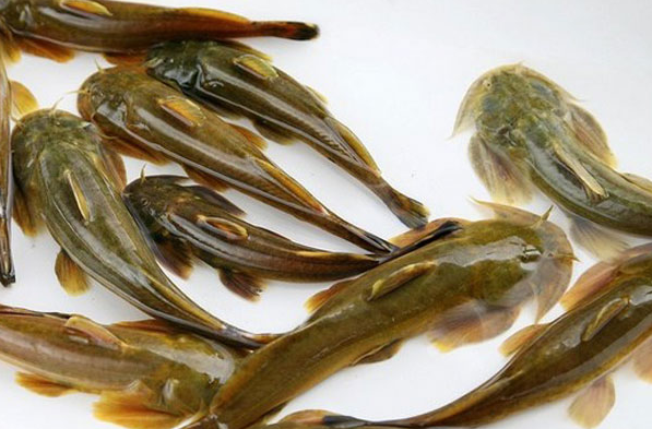 过去无人吃的小野鱼,如今价格高达300元1斤,市场供不应求