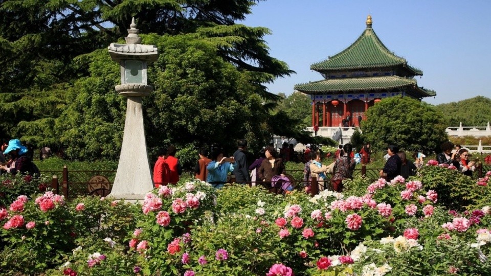 洛阳牡丹甲天下,菏泽牡丹甲洛阳,两座城市谁才是中国的牡丹花城