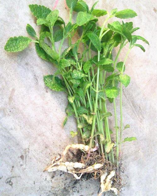 菜地里经常挖出白虫子其实价值高名叫宝塔菜很常见