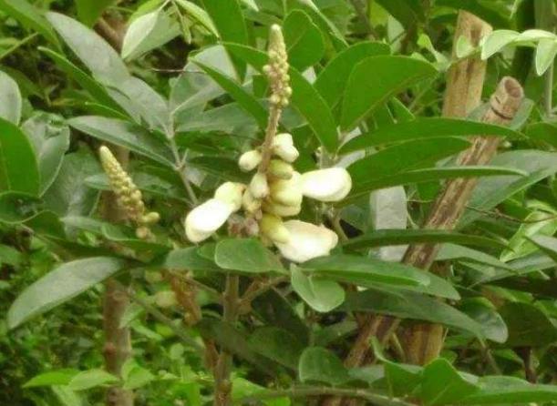 农村1种山莲藕外形普通价值却堪比人参1斤卖500元