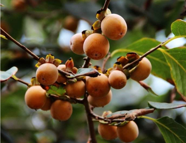 农村山坡上一"野柿子",颜色金黄时无人摘,风干变黑后,甜软香