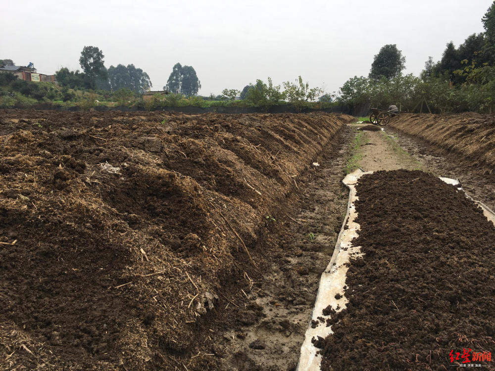 牛粪堆里种蚯蚓成都这张蚯蚓床年产值达上百万