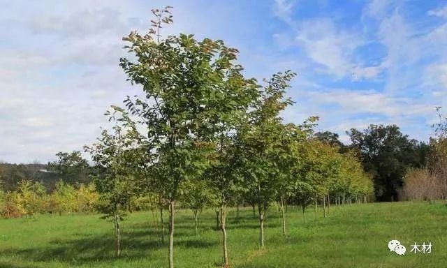 苗木分级怎么分 苗木都有哪些等级 腾讯新闻