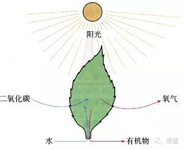 植物知识 光合作用 腾讯新闻