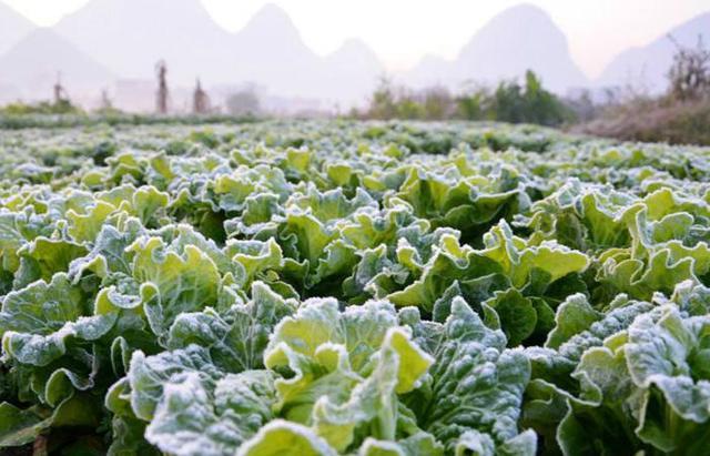 因此,冬季蔬菜要加强田间管理,提高植株抗性,采取合适的防冻保温措施