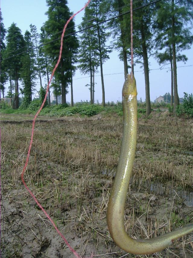 草中巧釣黃鱔,兩招找到它,再想釣上岸就不難了