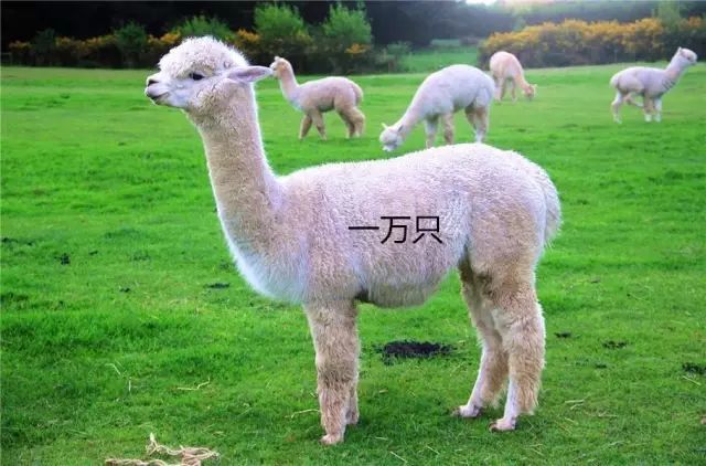 狗是只好狗,只是没有遇到好主人!