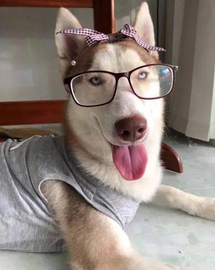 二哈小时候挺正常长大后却变得不像狗子了行为举止怪异