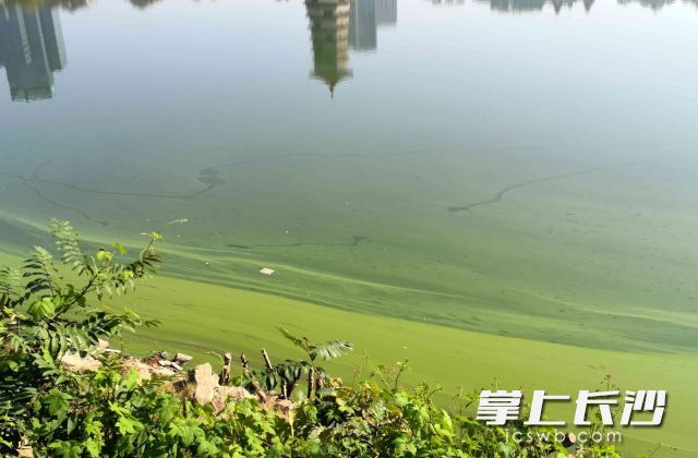 跃进湖水面长蓝藻 怎么治 喷洒生物药水 腾讯新闻