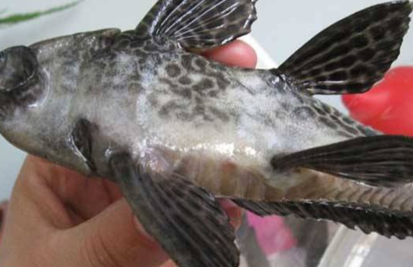 清道夫鱼严重泛滥,为啥中国吃货不敢吃?看完你们就懂