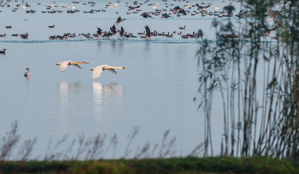 龙感湖湿地半日闲,拍得惊鸿一片