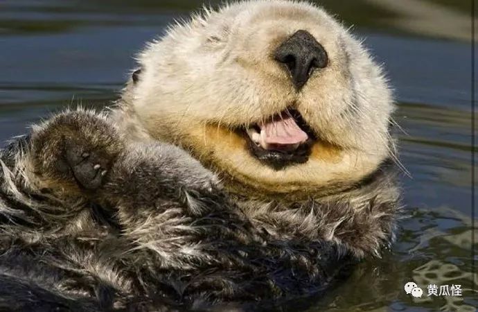 小海豹的微笑超级治愈的