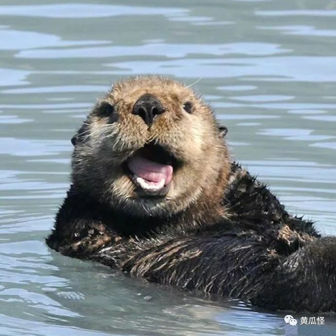 小海豹的微笑超级治愈的