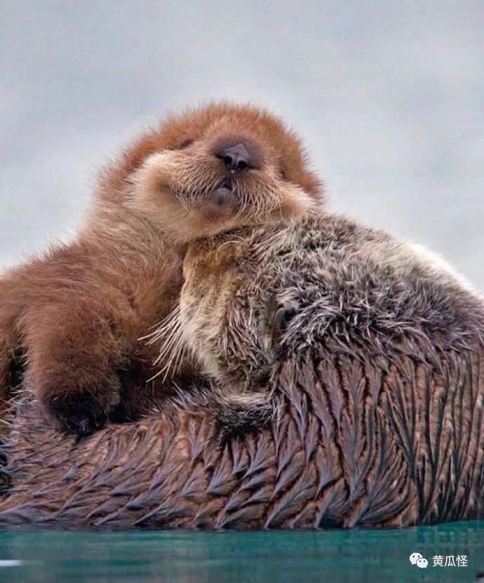 小海豹的微笑超级治愈的