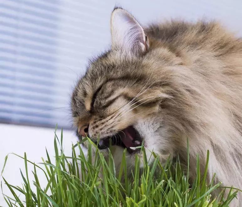 铲屎官 猫草是猫咪的必需品吗 我家的猫不吃猫草怎么办 腾讯新闻